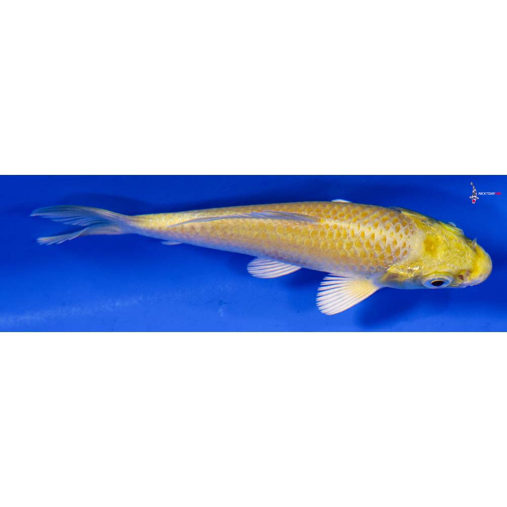 3.5” Imported Yamabuki Ogon