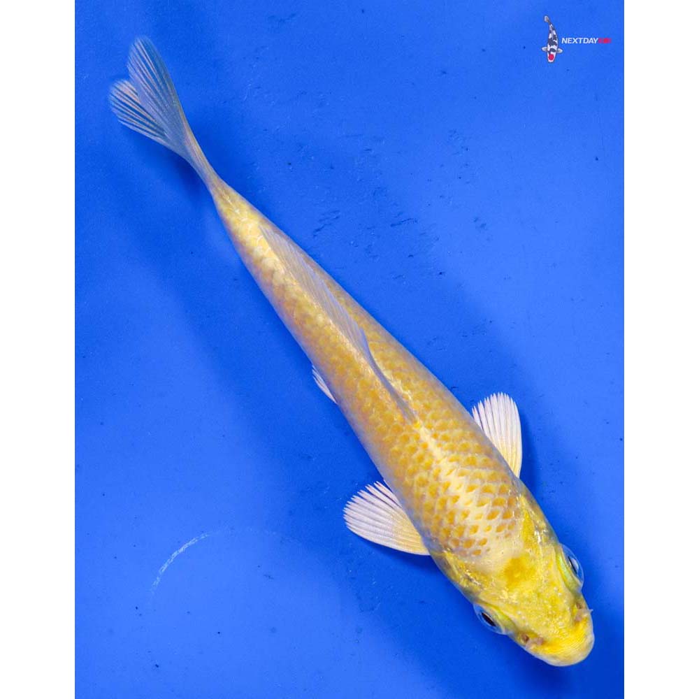 3.5” Imported Yamabuki Ogon