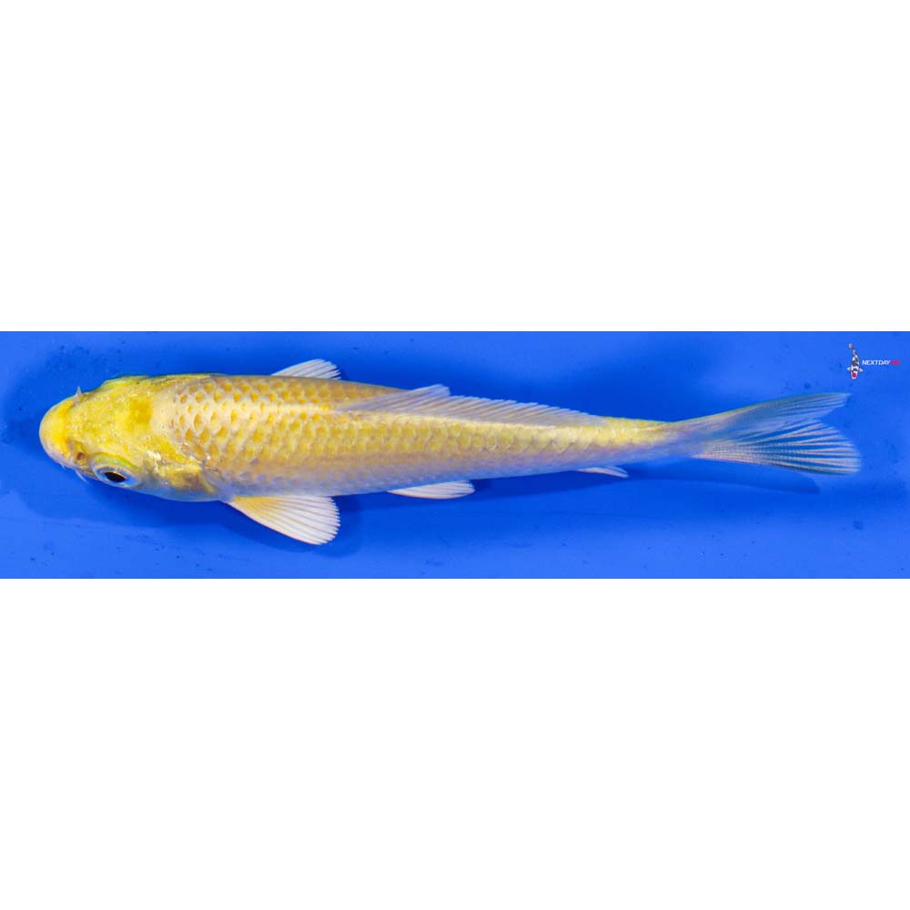 3.5” Imported Yamabuki Ogon