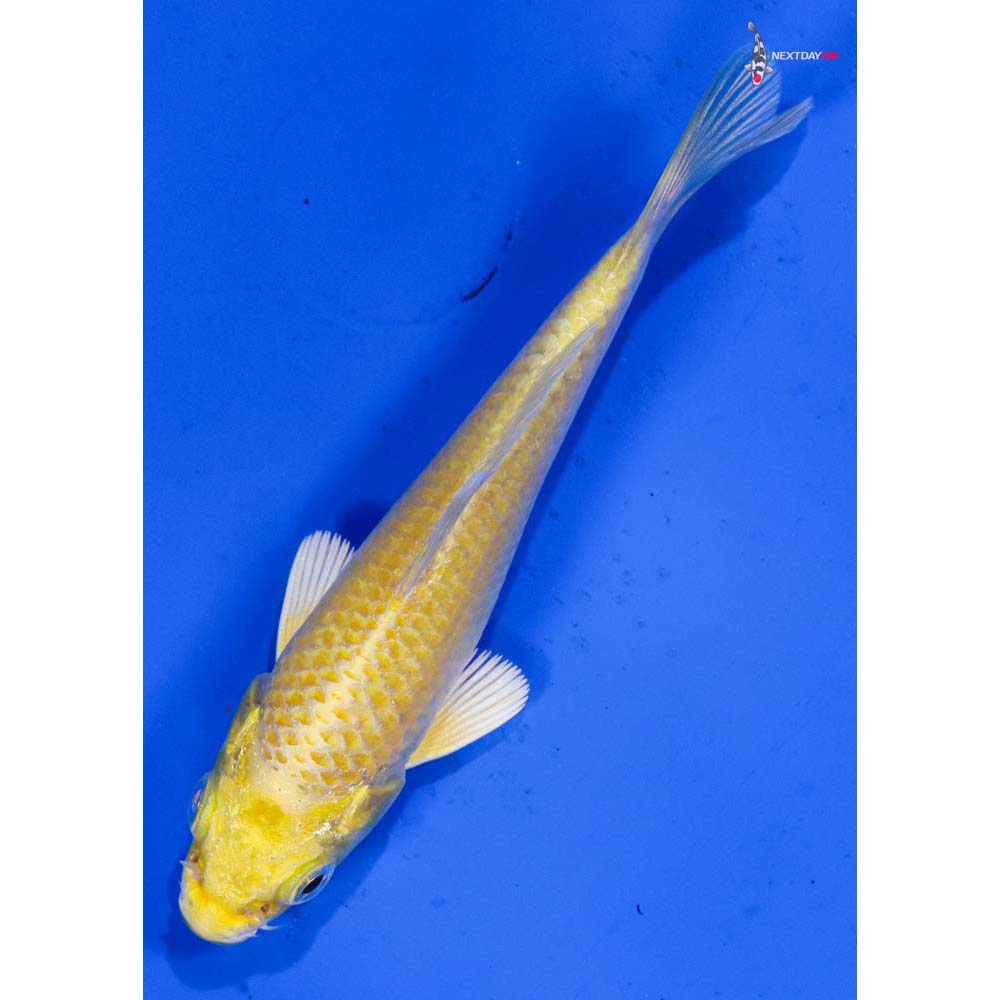 3.5” Imported Yamabuki Ogon