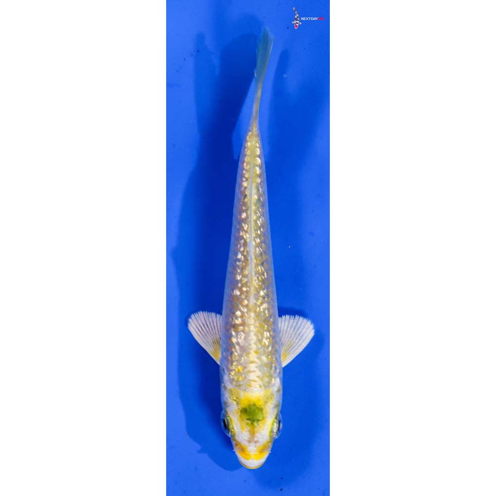 3.5” Imported Gin Rin Lemon Hariwake