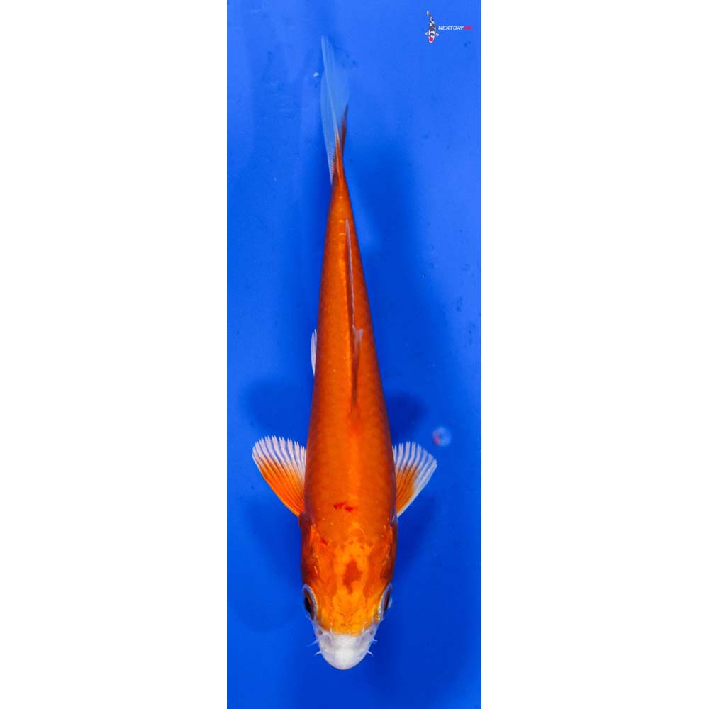 3.5” Imported Hariwake