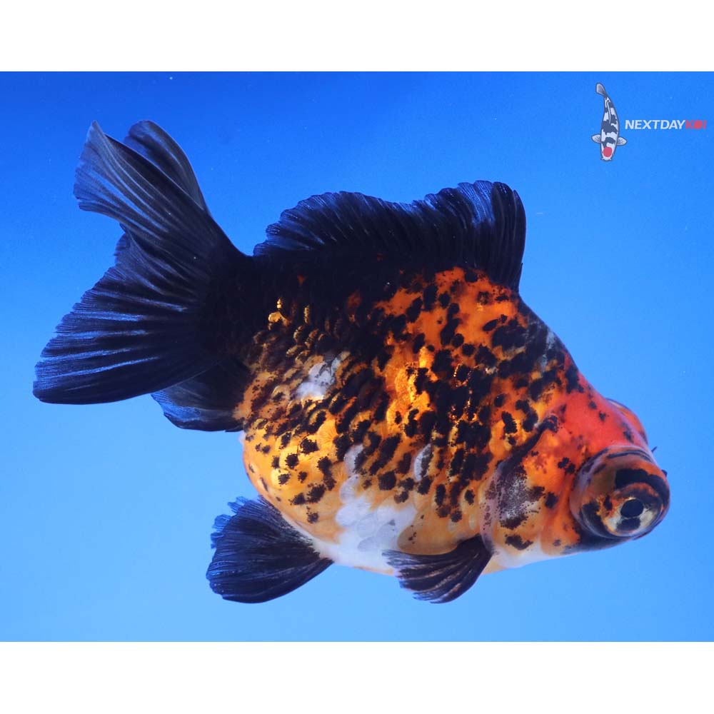 4.5” Imported Calico Butterfly Tail