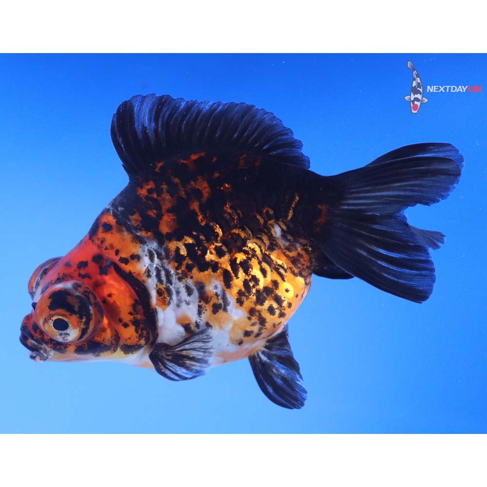 4.5” Imported Calico Butterfly Tail