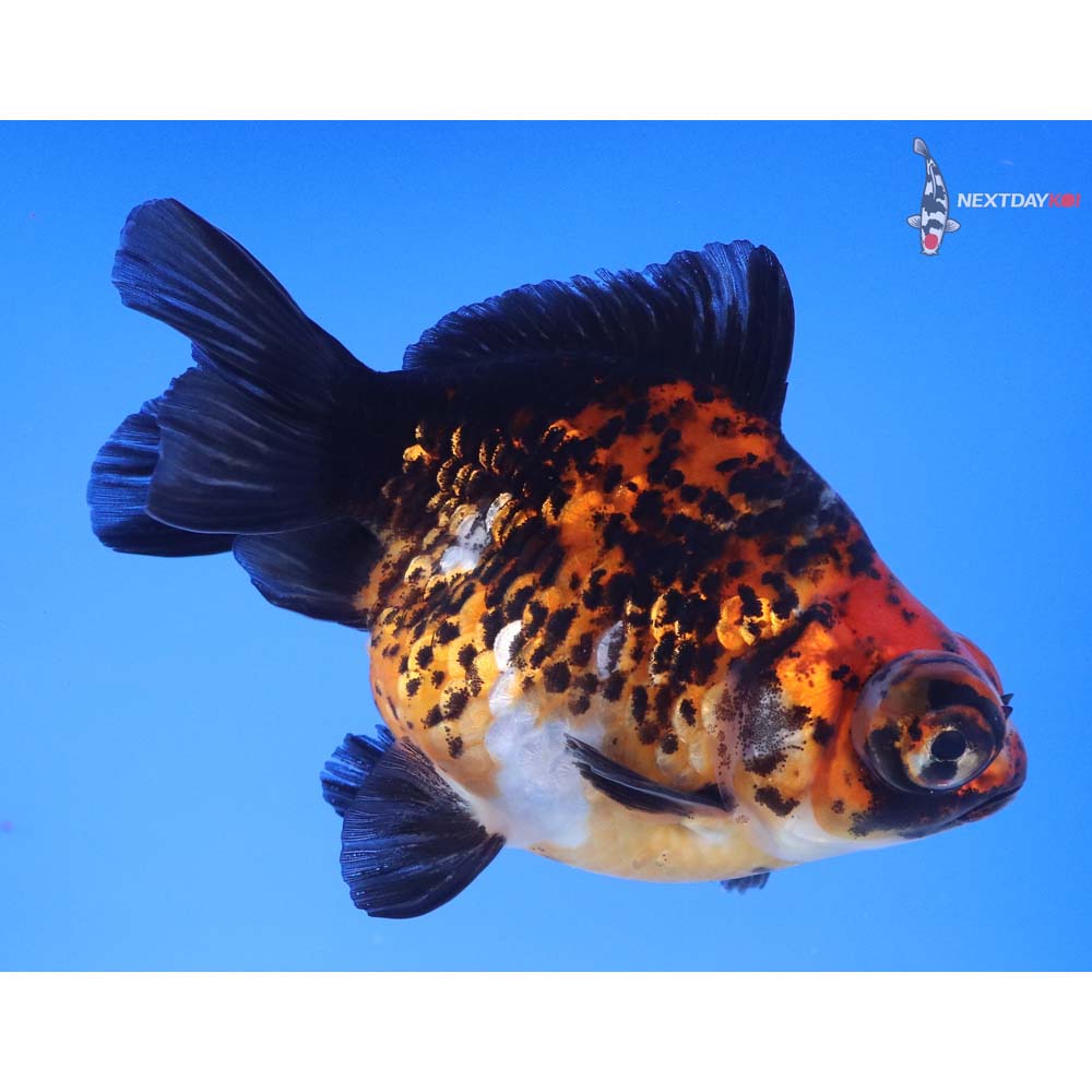 4.5” Imported Calico Butterfly Tail