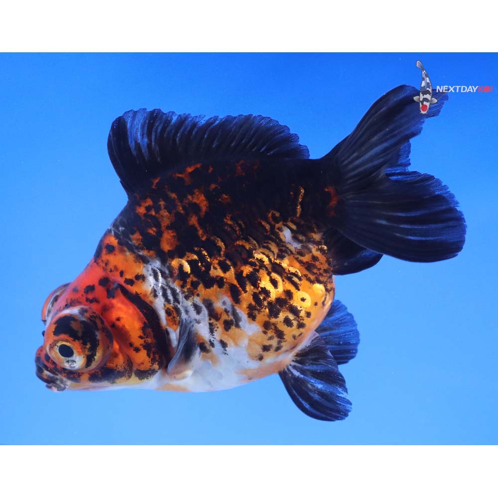 4.5” Imported Calico Butterfly Tail