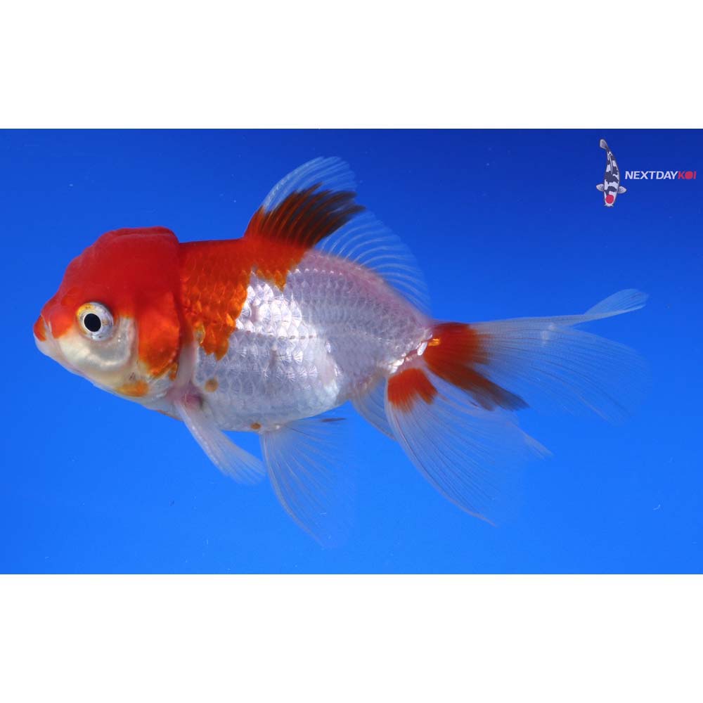 4” Imported Red and White Oranda