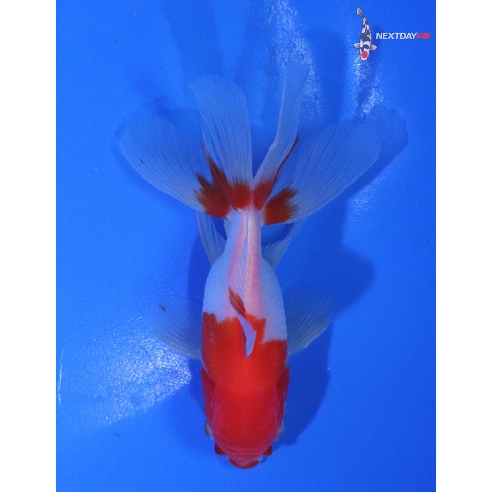 4” Imported Red and White Oranda