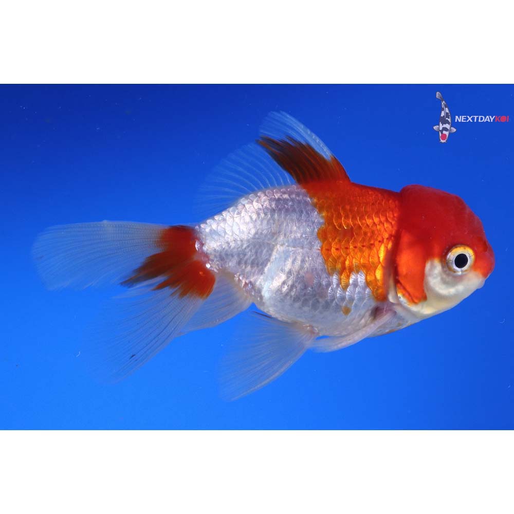 4” Imported Red and White Oranda