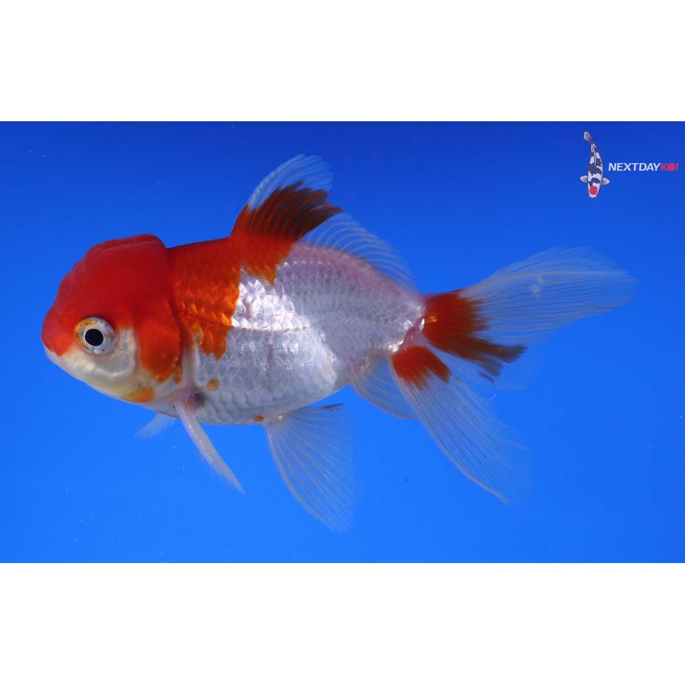 4” Imported Red and White Oranda
