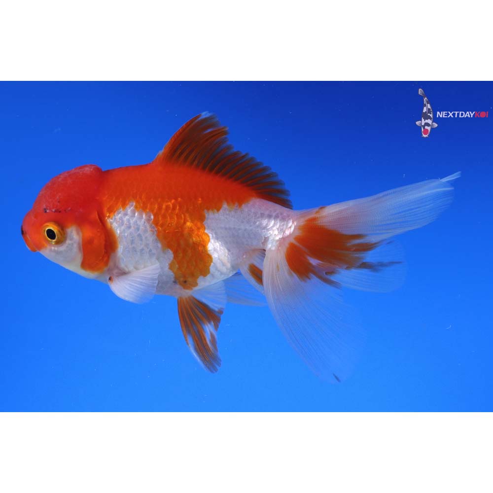 4” Imported Red and White Oranda