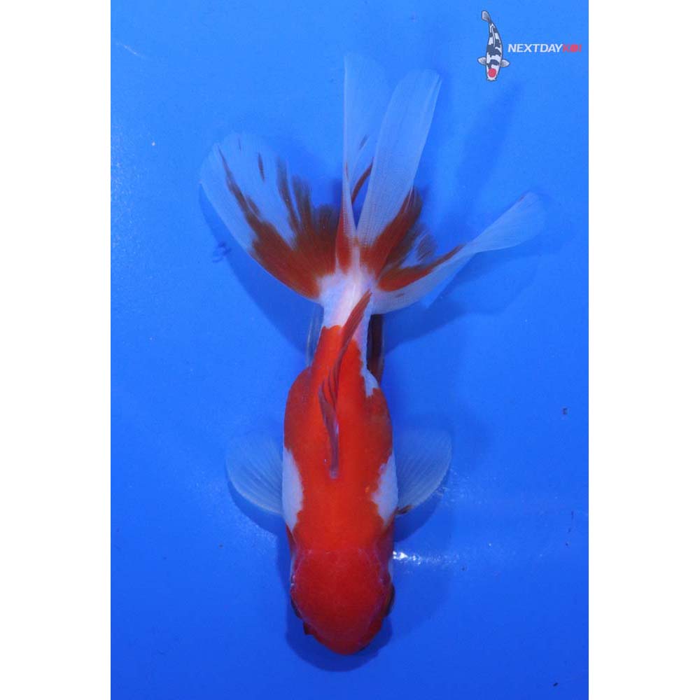 4” Imported Red and White Oranda