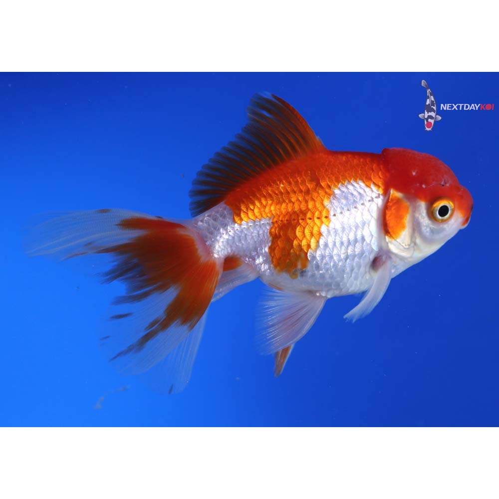 4” Imported Red and White Oranda