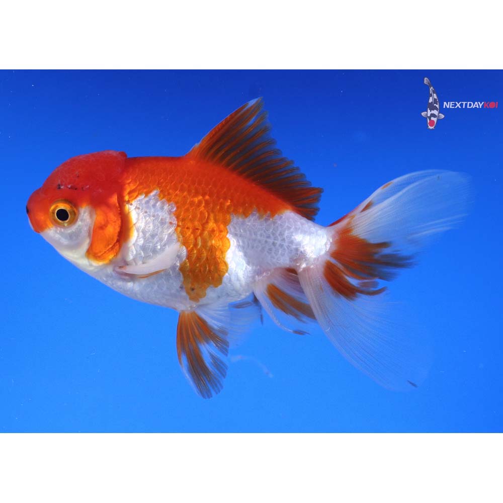4” Imported Red and White Oranda