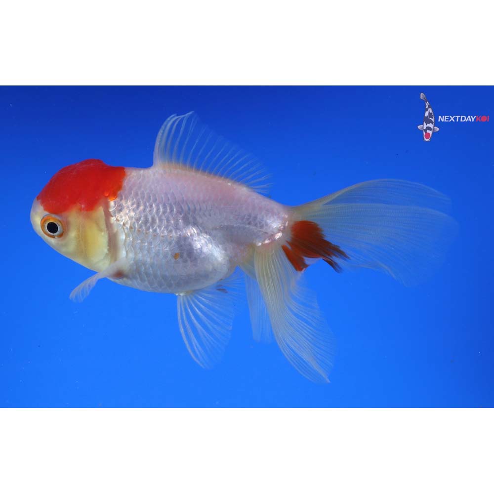 4.5” Imported Red and White Oranda