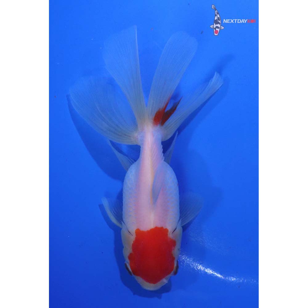 4.5” Imported Red and White Oranda