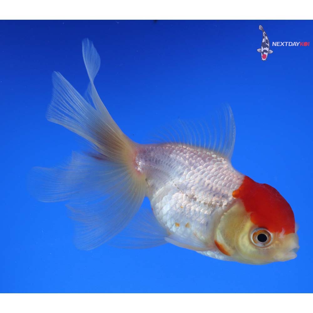 4.5” Imported Red and White Oranda