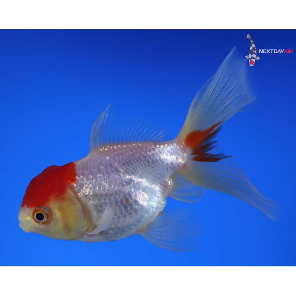4.5” Imported Red and White Oranda
