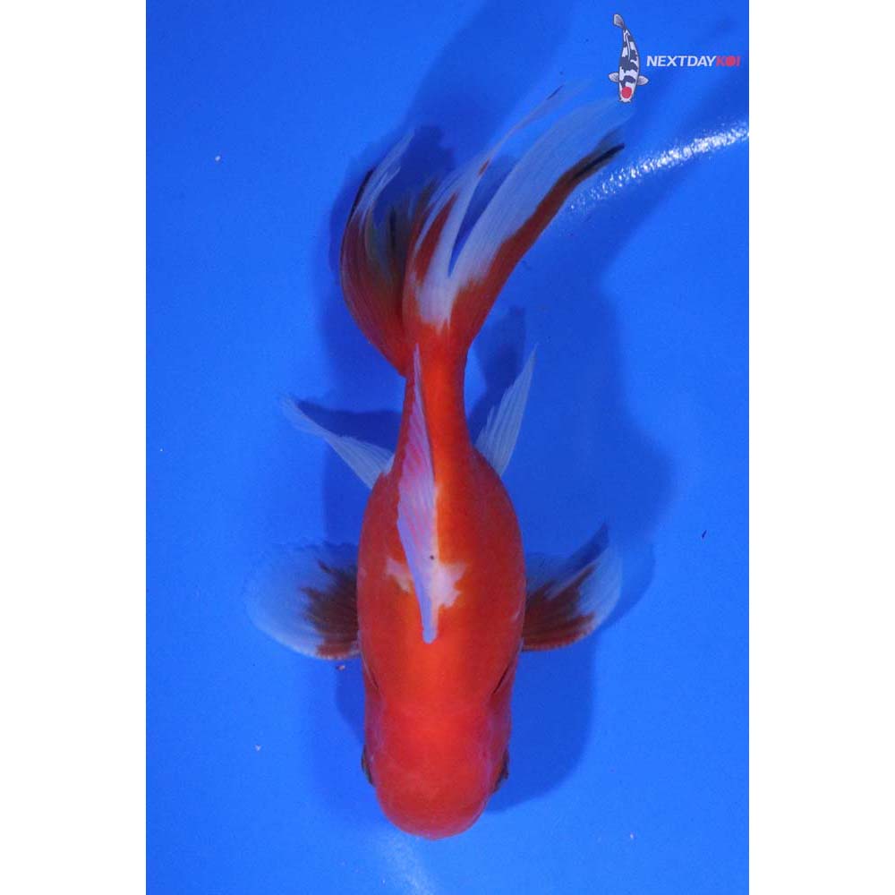 4.5” Imported Male Calico Oranda