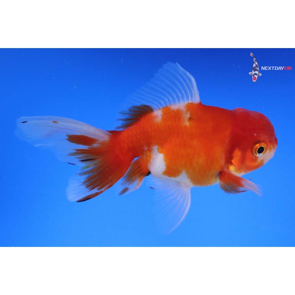 4.5” Imported Male Calico Oranda