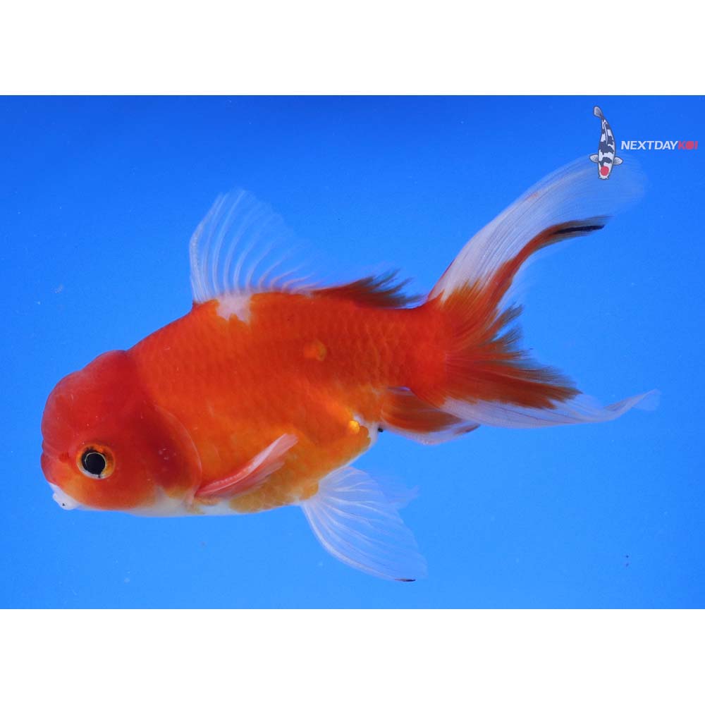 4.5” Imported Male Calico Oranda