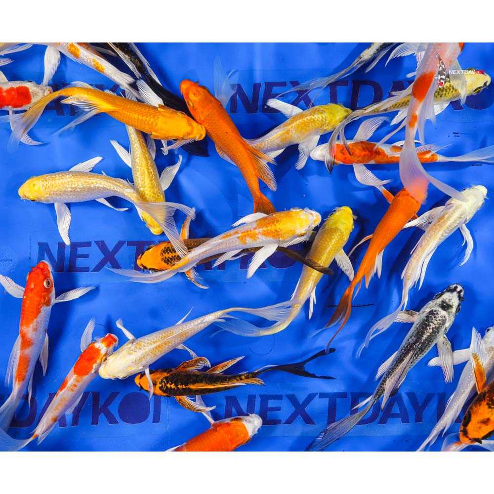 5-6" Imported Hikari (Metallic) Butterfly Koi Mix - Image 8