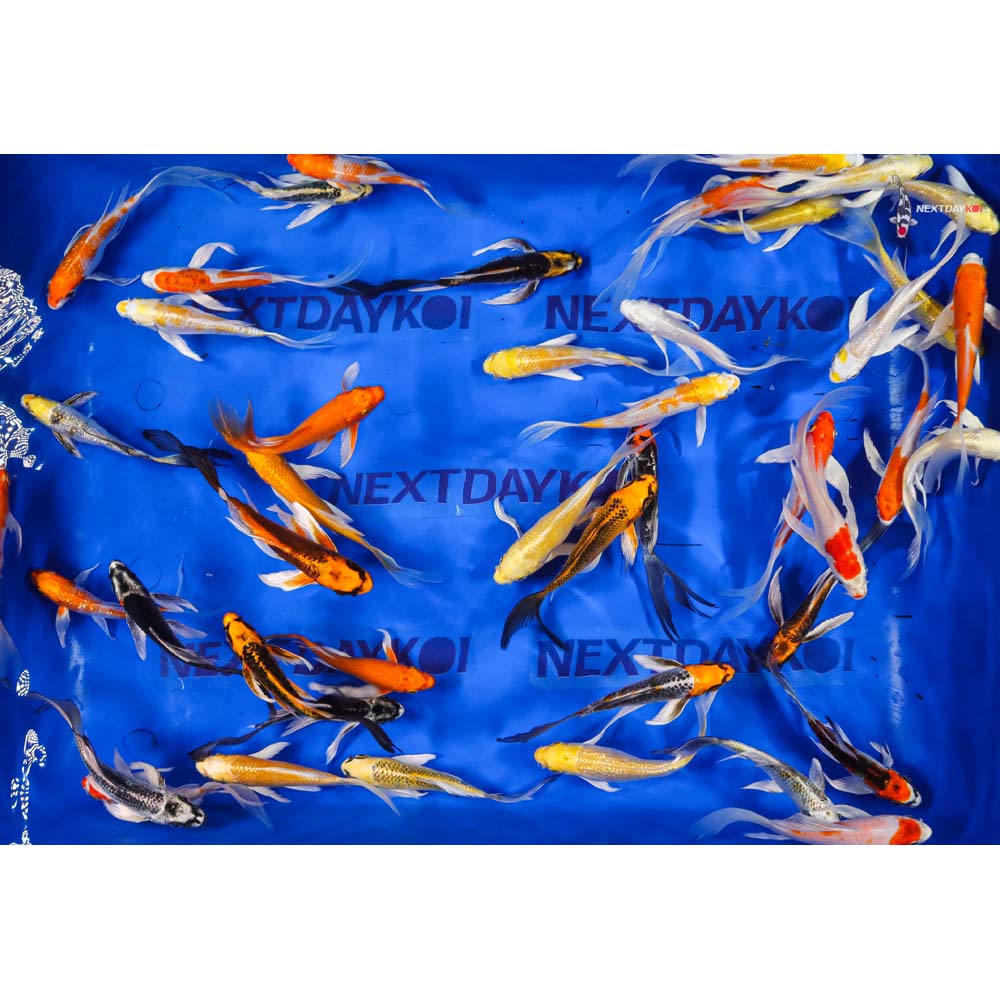 5-6" Imported Hikari (Metallic) Butterfly Koi Mix - Image 3
