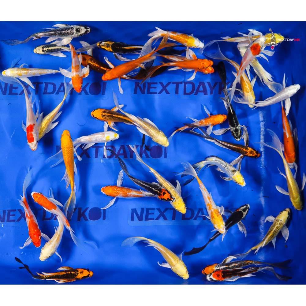 5-6" Imported Hikari (Metallic) Butterfly Koi Mix