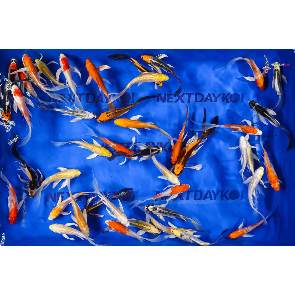 5-6" Imported Hikari (Metallic) Butterfly Koi Mix - Image 7