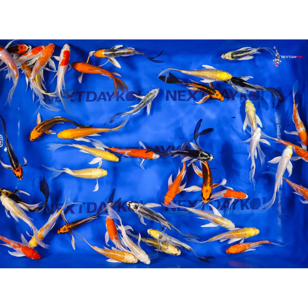 5-6" Imported Hikari (Metallic) Butterfly Koi Mix - Image 5