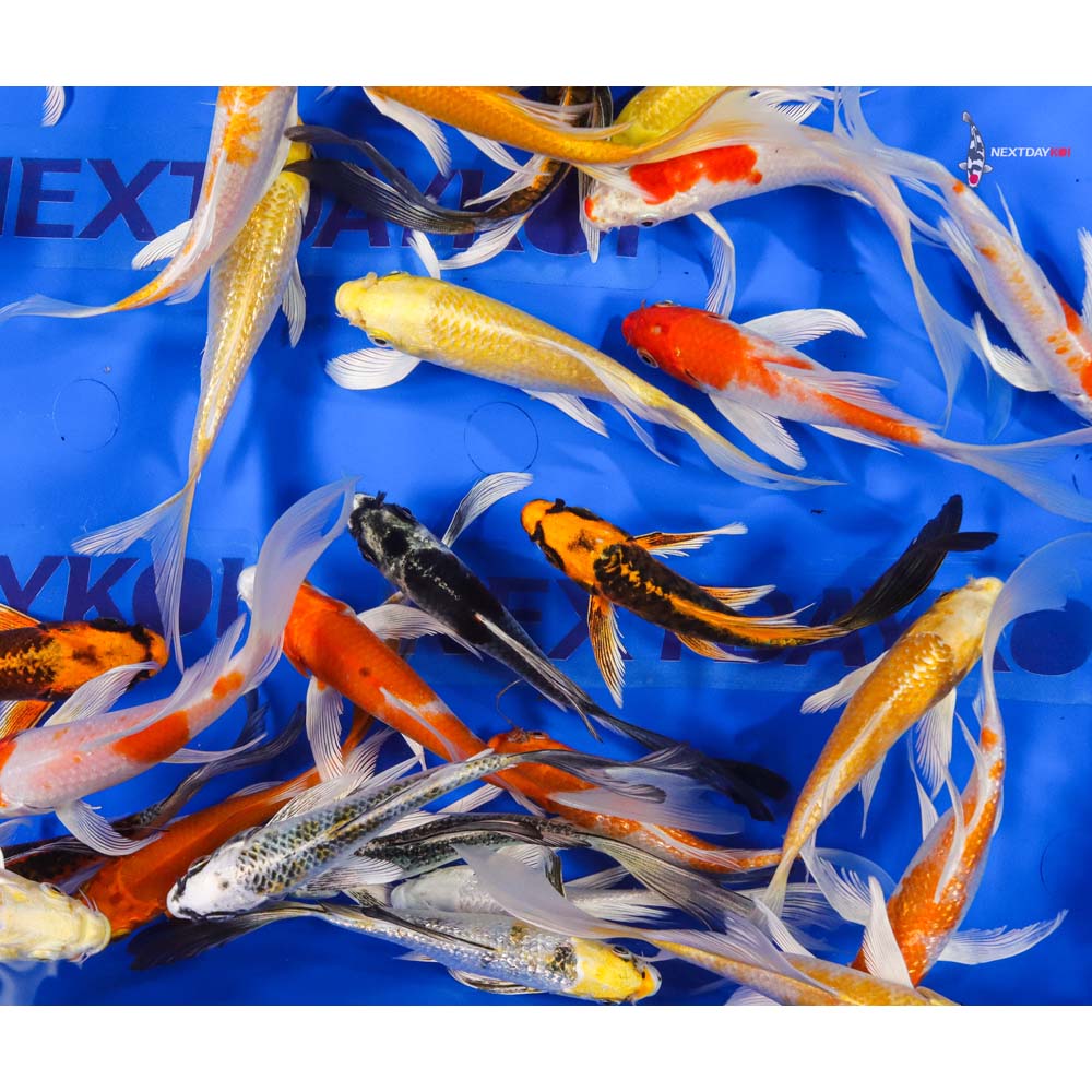 5-6" Imported Hikari (Metallic) Butterfly Koi Mix - Image 2