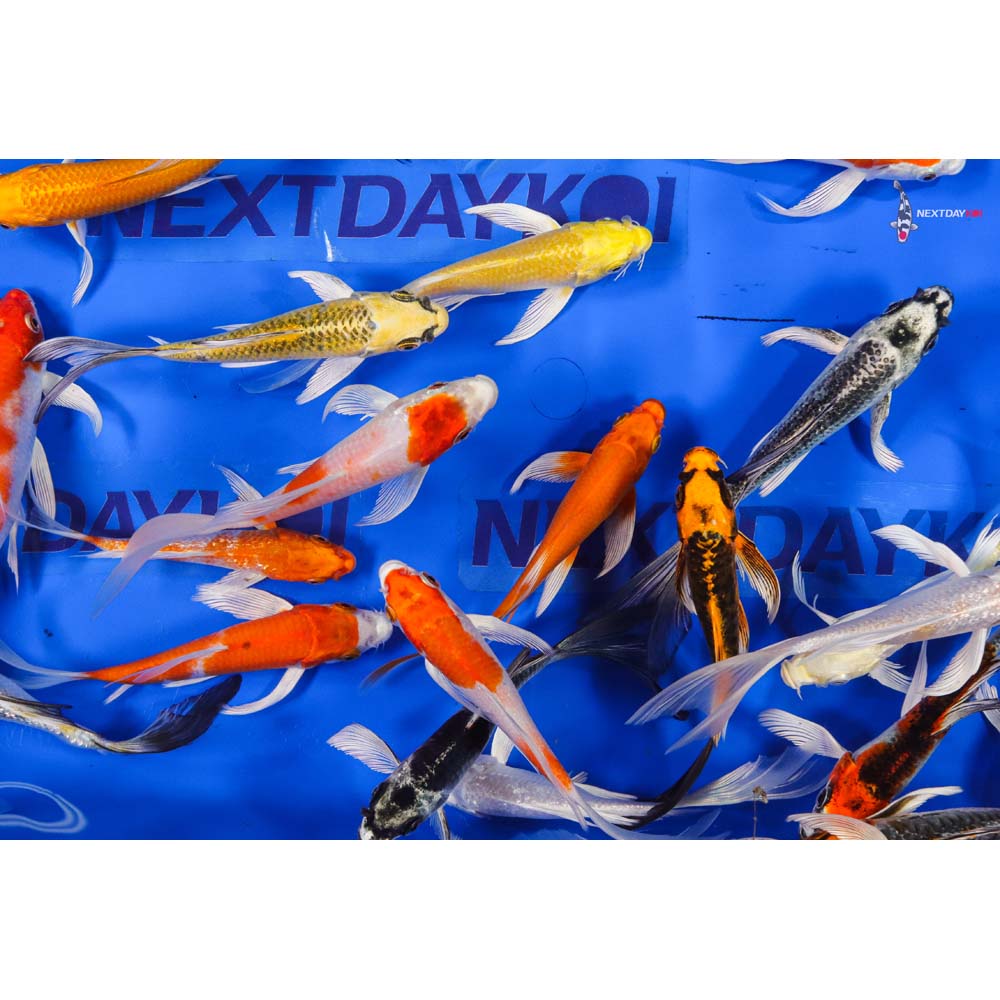 5-6" Imported Hikari (Metallic) Butterfly Koi Mix - Image 4