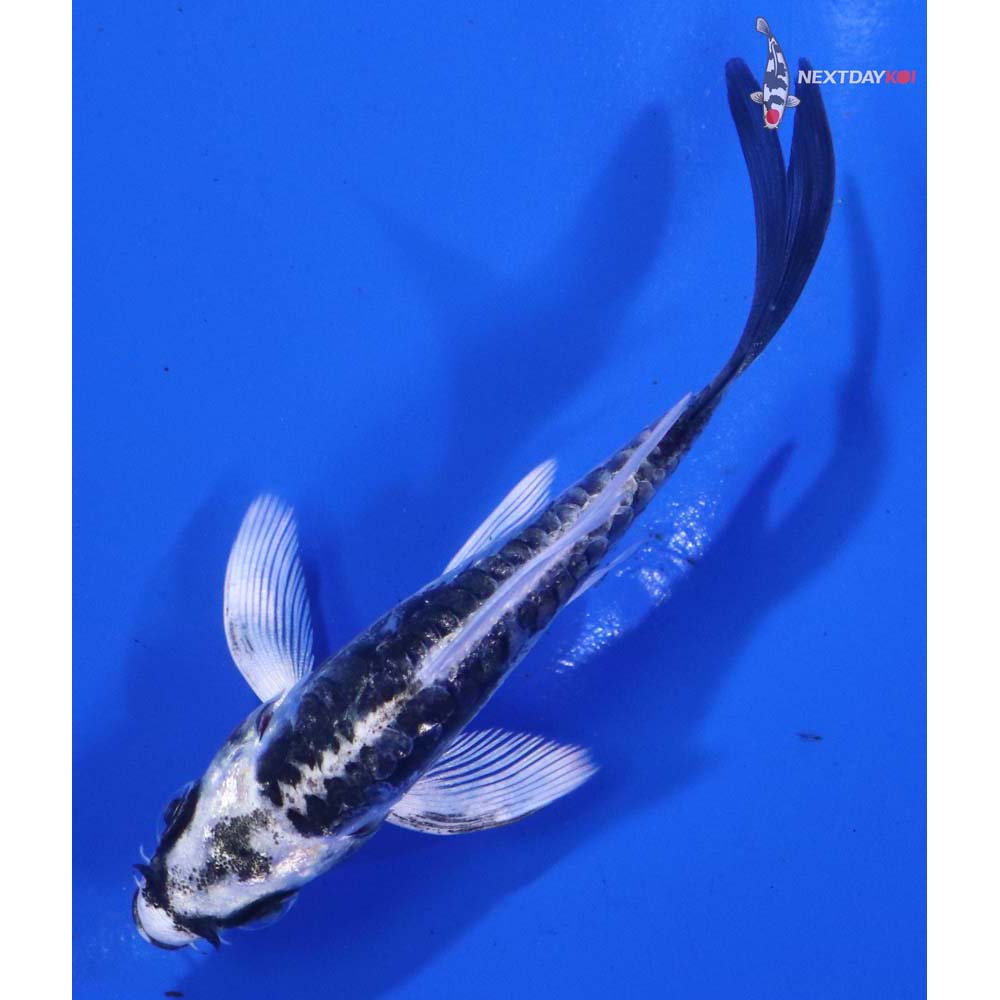 3.5” Imported Kikokuryu Butterfly Koi