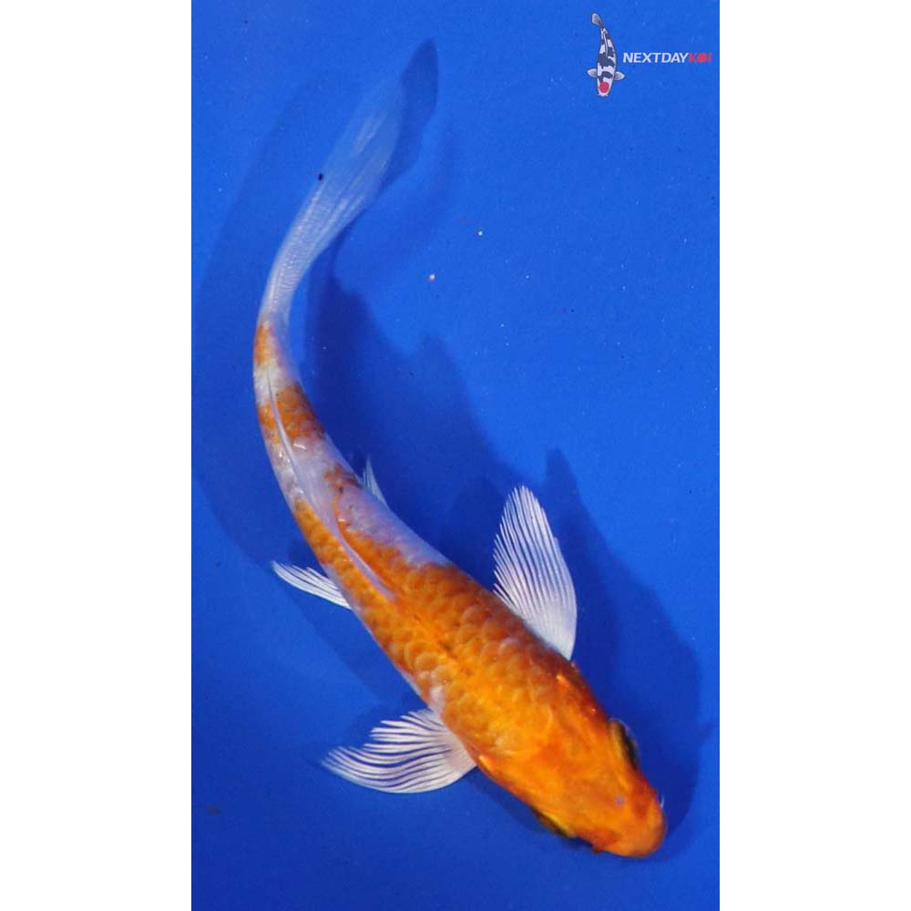 4” Imported Armor Scaled Hariwake Butterfly Koi
