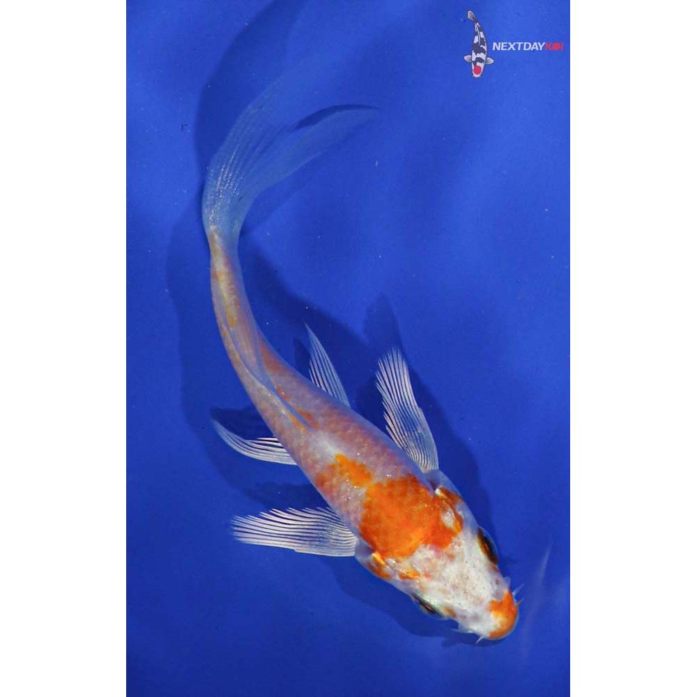 3” Imported Hariwake Butterfly Koi