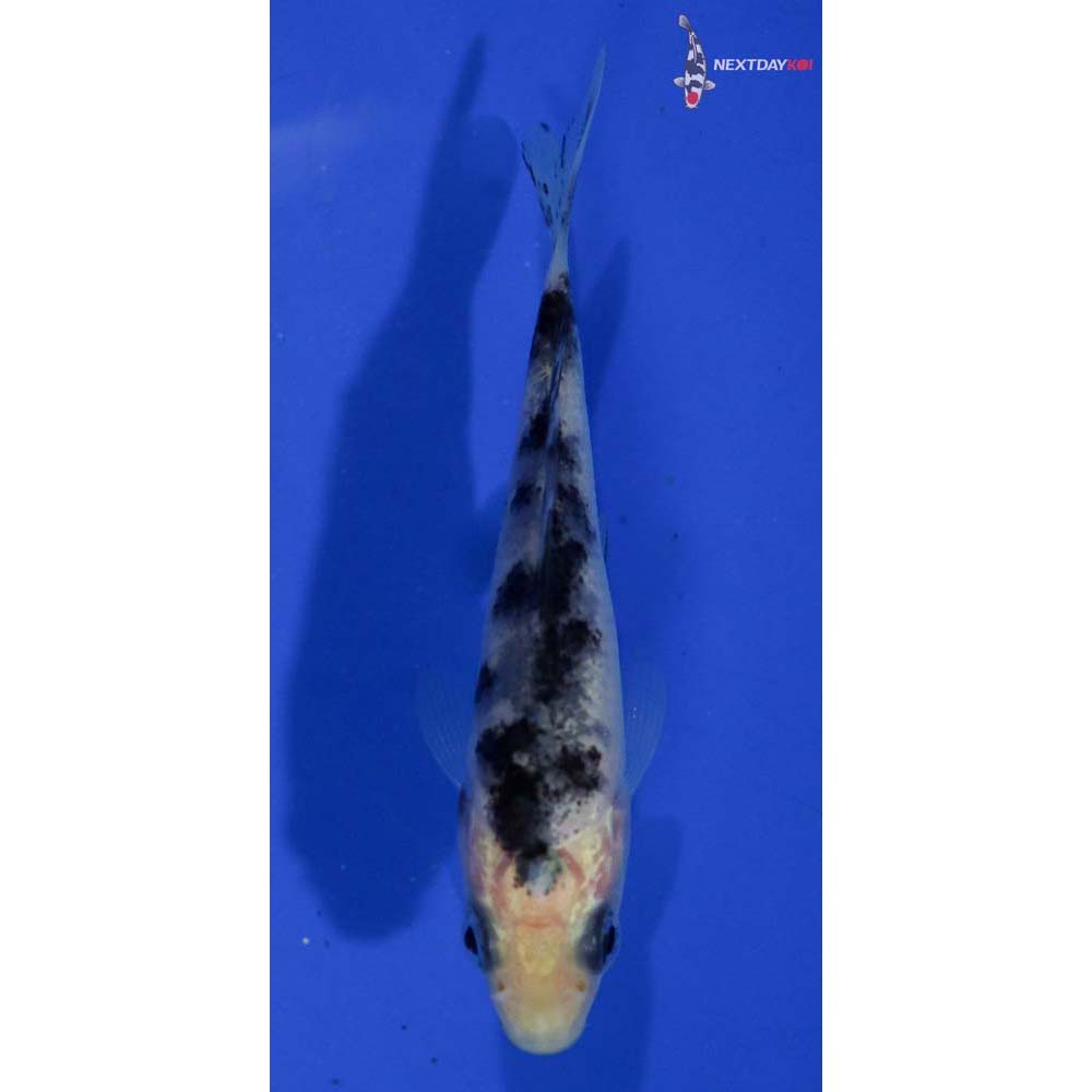 3” Imported Shiro Bekko