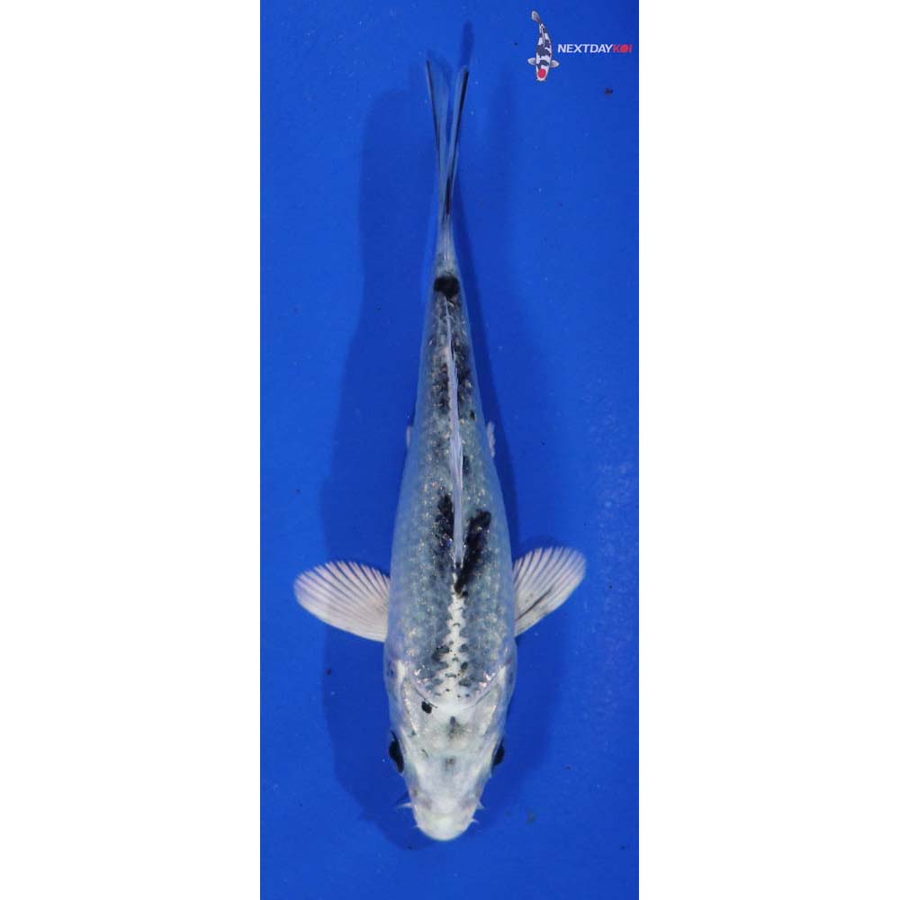 3.5” Imported Gin Shiro Bekko