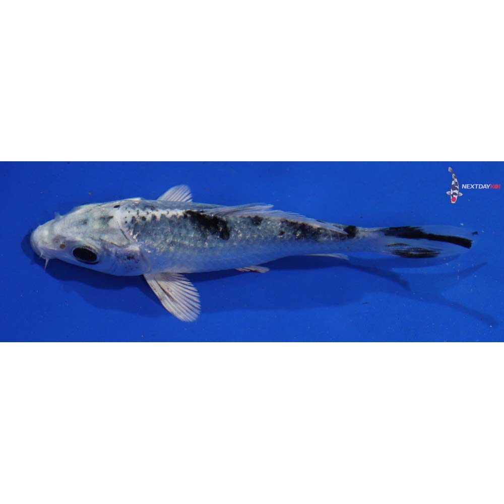 3.5” Imported Gin Shiro Bekko - Image 2