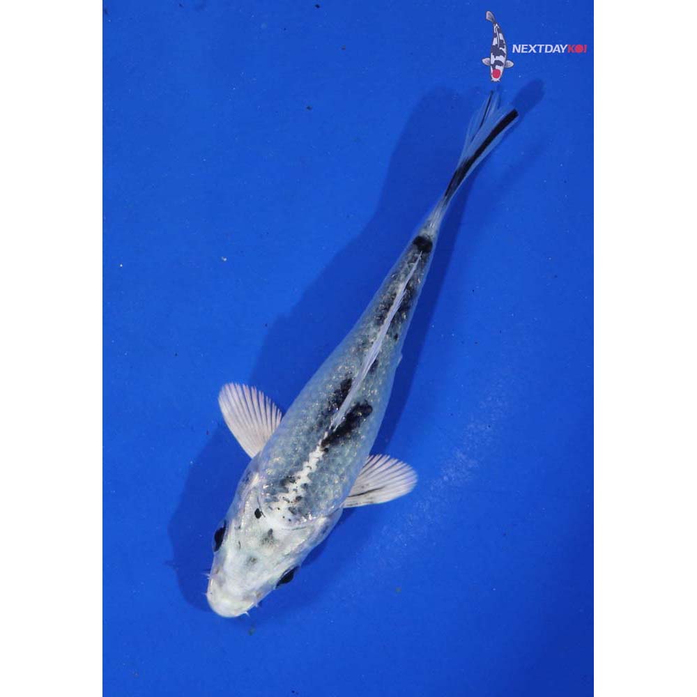3.5” Imported Gin Shiro Bekko - Image 3