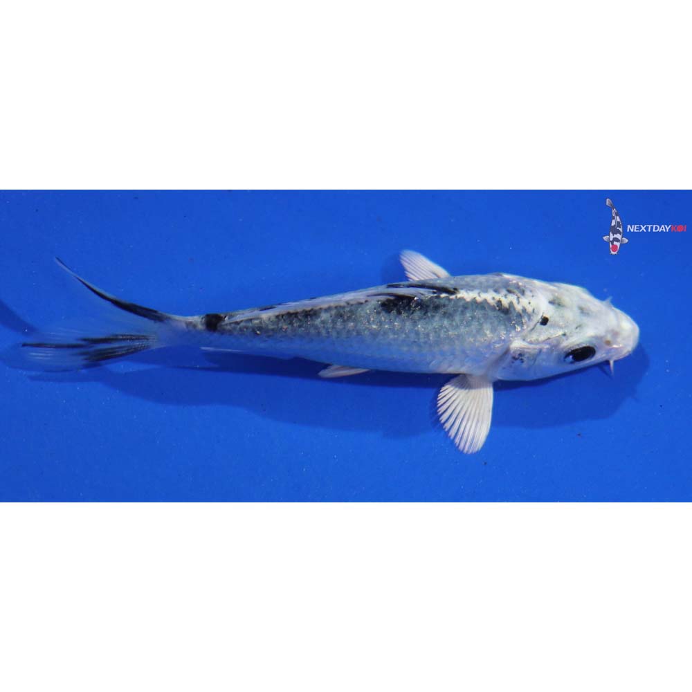 3.5” Imported Gin Shiro Bekko - Image 4