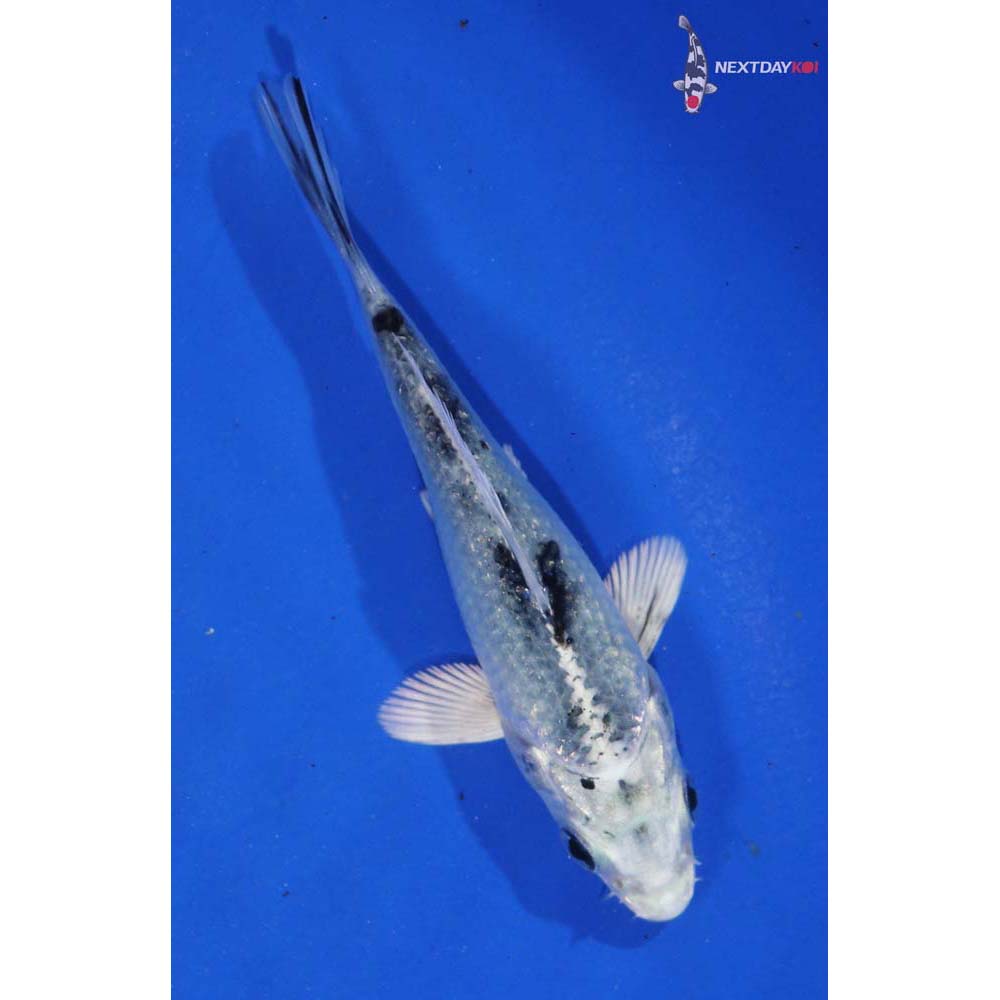 3.5” Imported Gin Shiro Bekko - Image 5