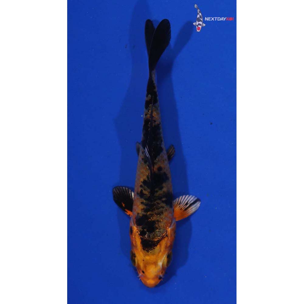 3.5” Imported Kin Aka Bekko