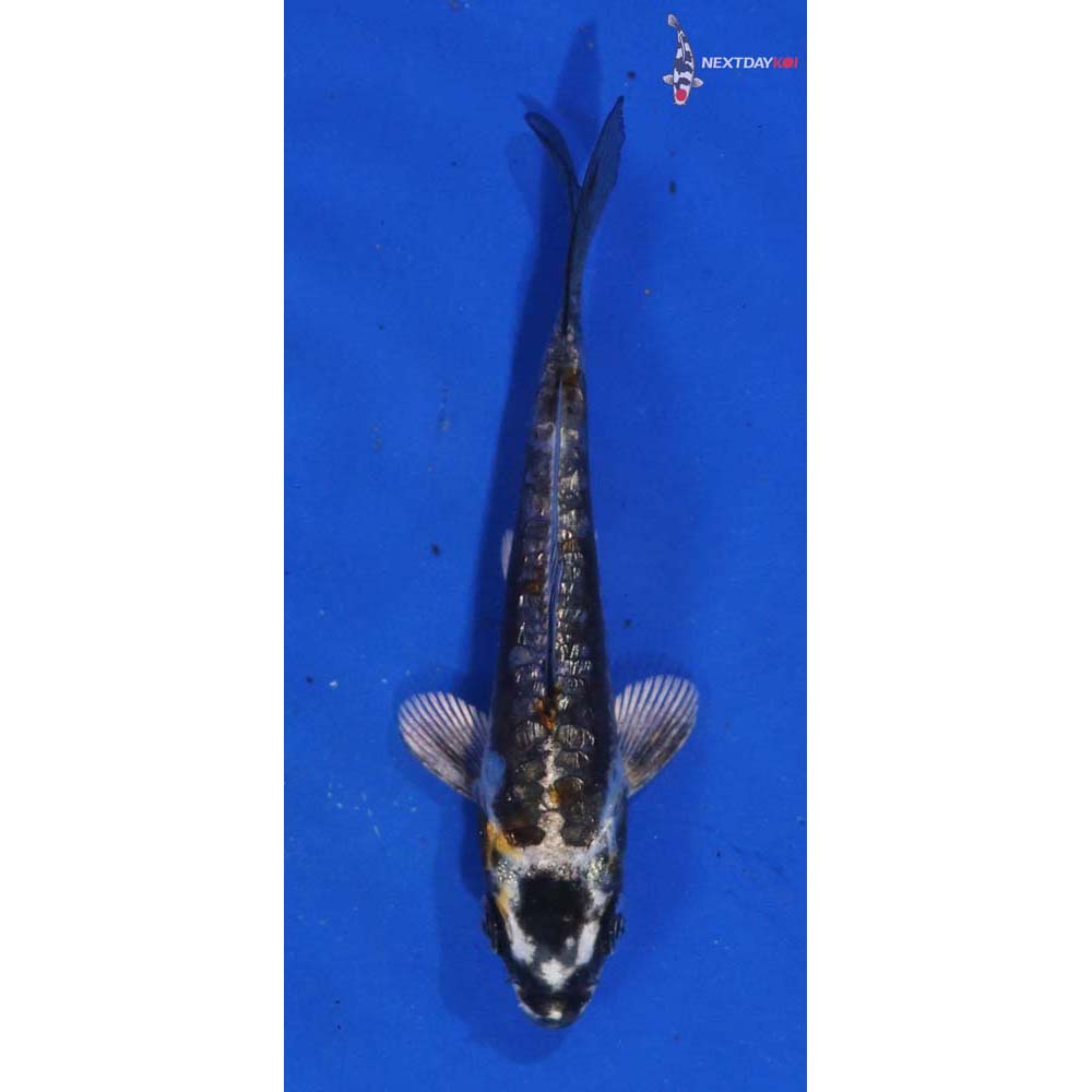 3.5” Imported Kikokuryu