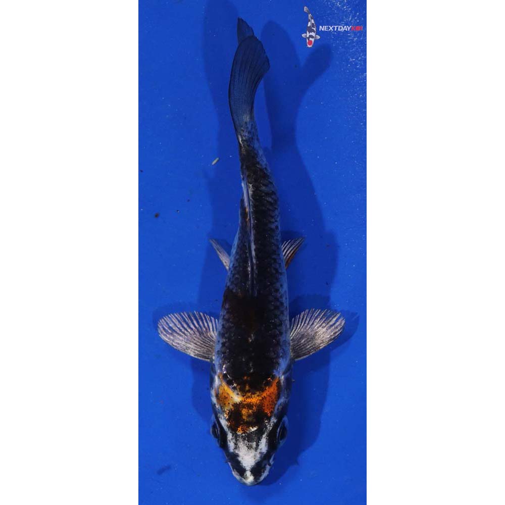 3” Imported Kujaku