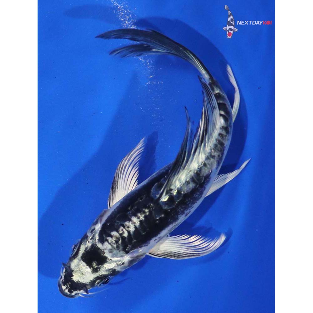 5.5” Imported Kikokuryu Butterfly Koi