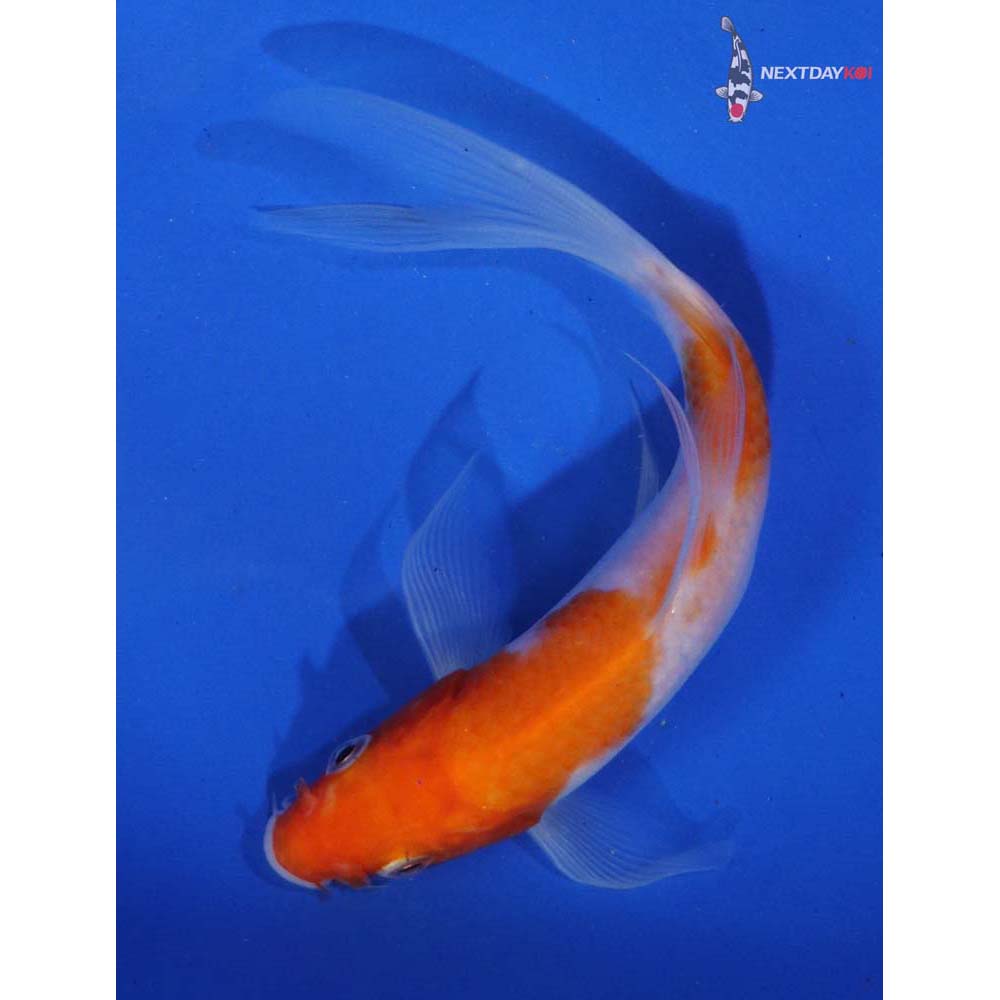 5.5” Imported Kohaku Butterfly Koi
