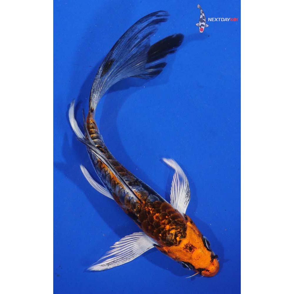 6” Imported Kin Kikokuryu Butterfly Koi