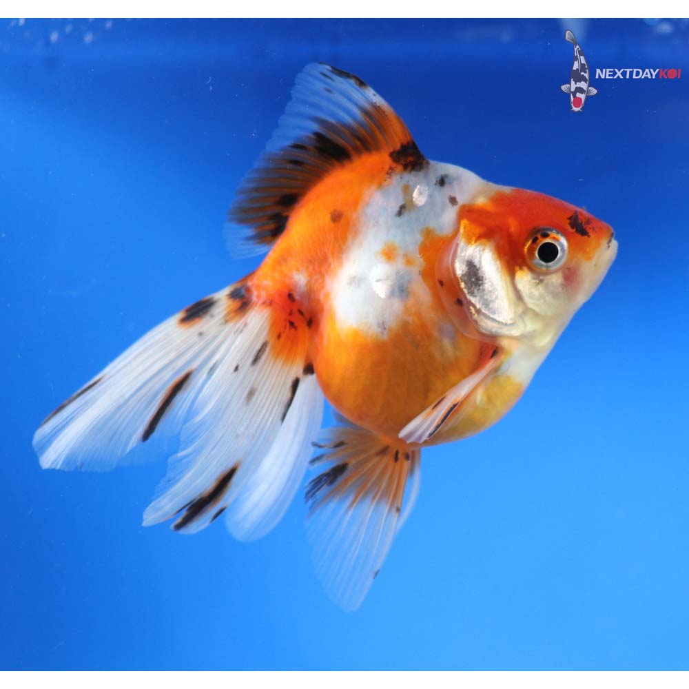 4.5” Imported Calico Ryukin