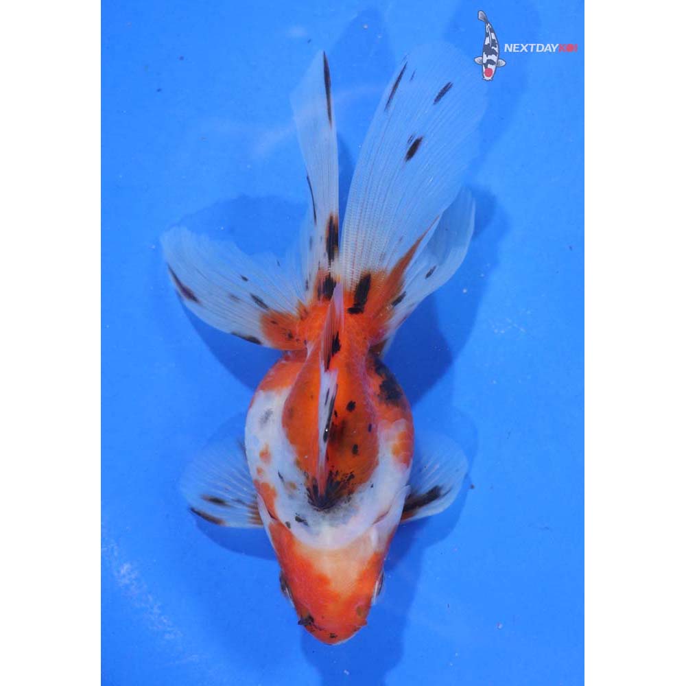 4.5” Imported Calico Ryukin