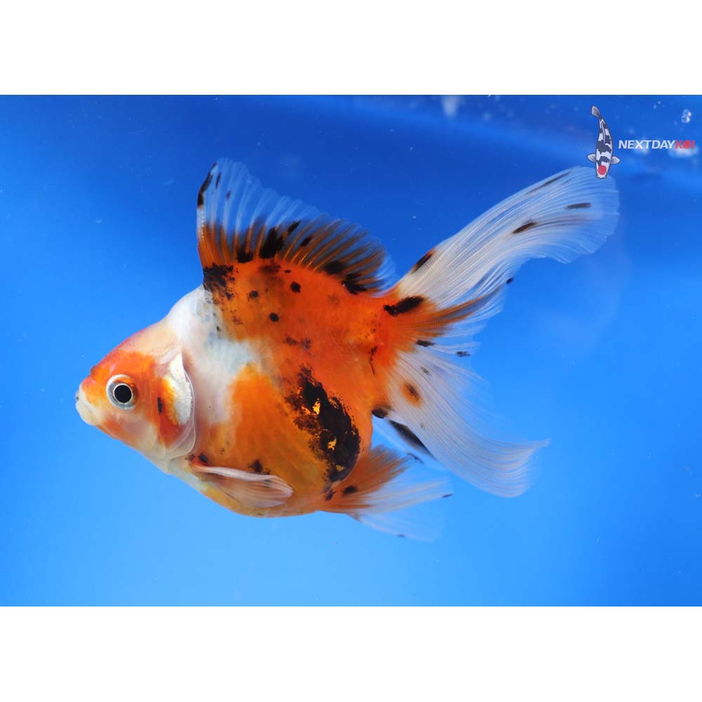 4.5” Imported Calico Ryukin